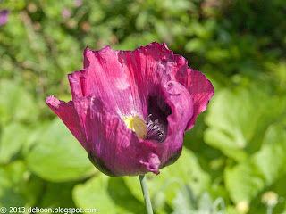 Papaver - Poppey