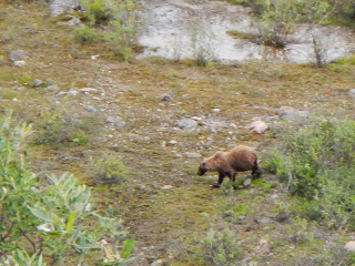 Brown bear in Denali National Park