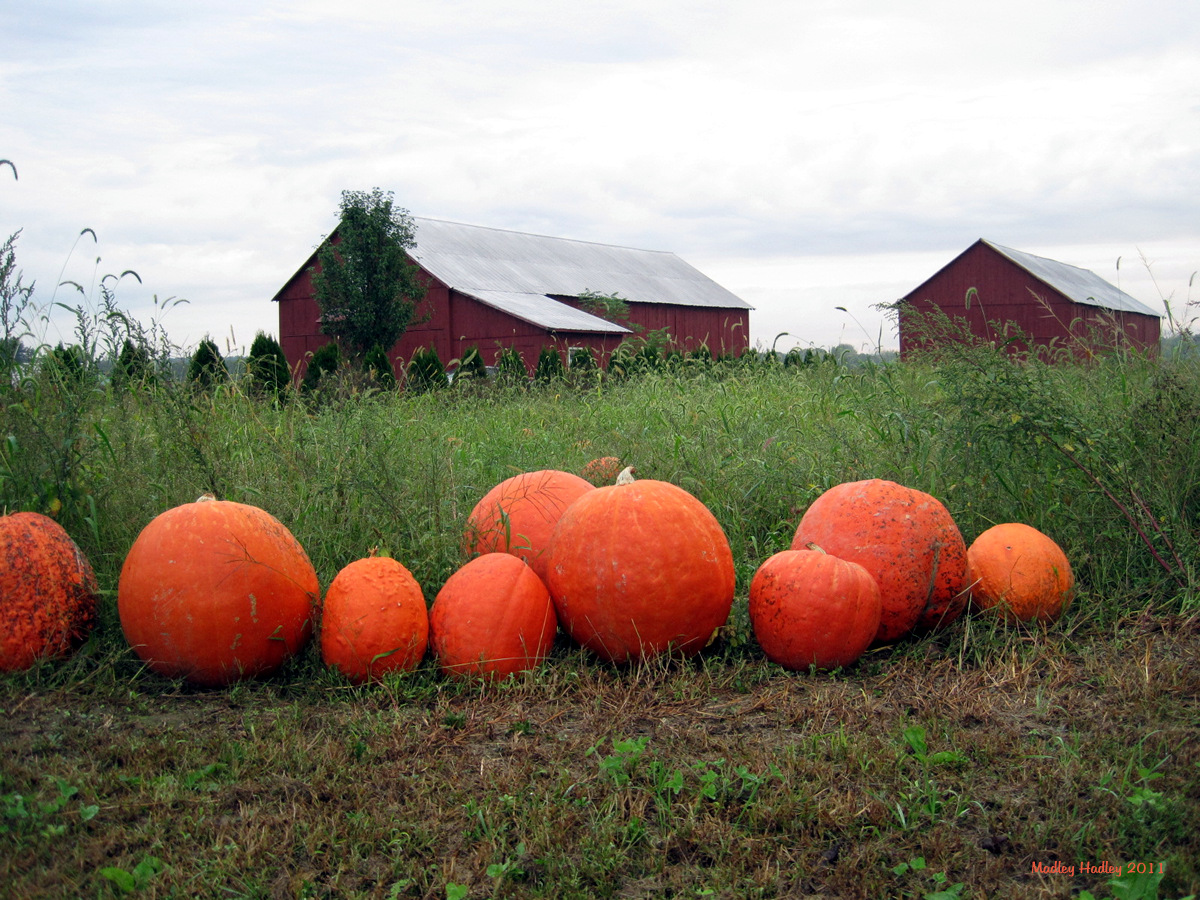 autumn fall pumpkins autumn fall pumpkins