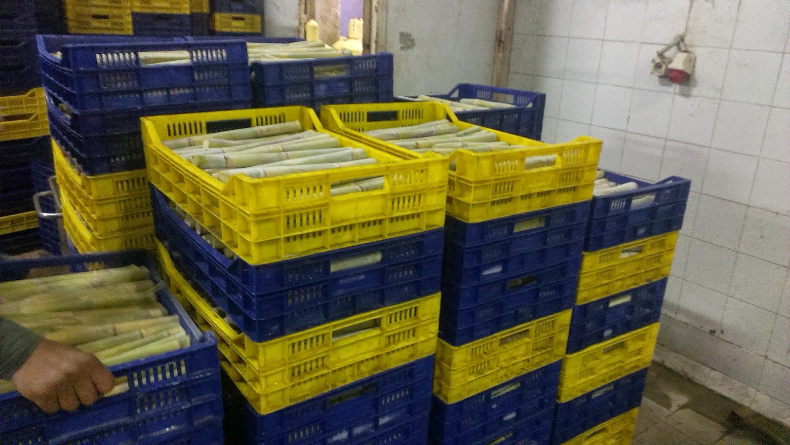 Mudga Agriculture & Food Products suppliers Fresh sugarcane stems