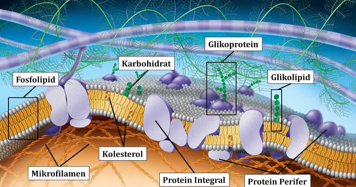 BIOFUN LEARNING MEKANISME TRANSPOR LINTAS MEMBRAN SEL