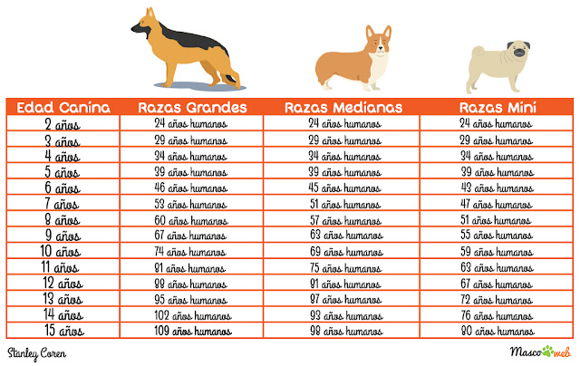 Masacre Agente télex Descubre la edad humana exacta de tu perro | Mascotas