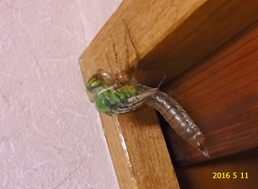 ヤゴから見えるトンボの不思議 倒垂型の羽化 クロスジギンヤンマとシオカラトンボ 前篇 クロスジギンヤンマの場合