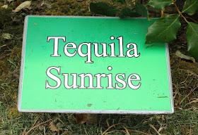 Tequila sunrise