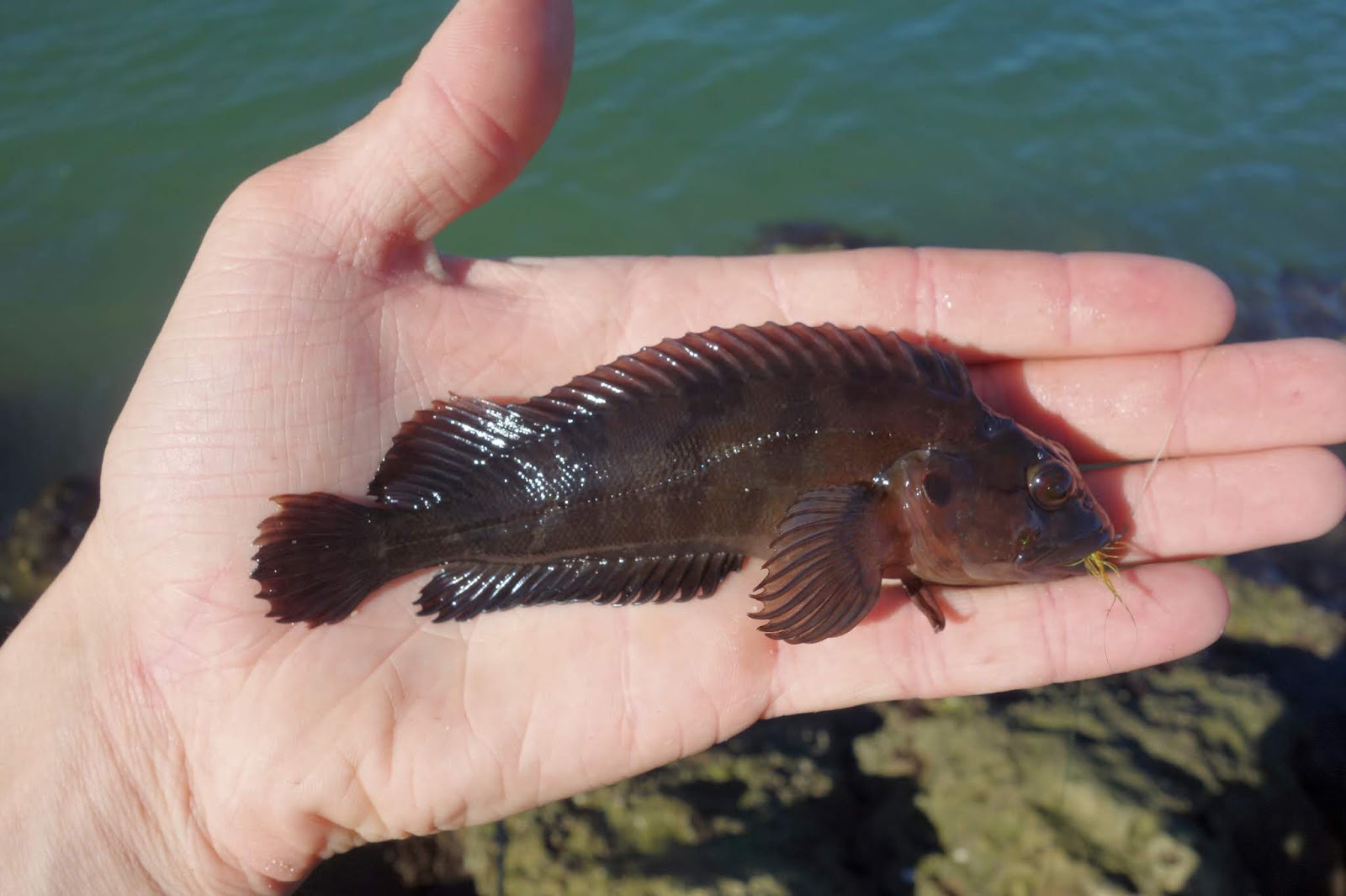 Connecticut Fly Angler Florida Hairy Fish