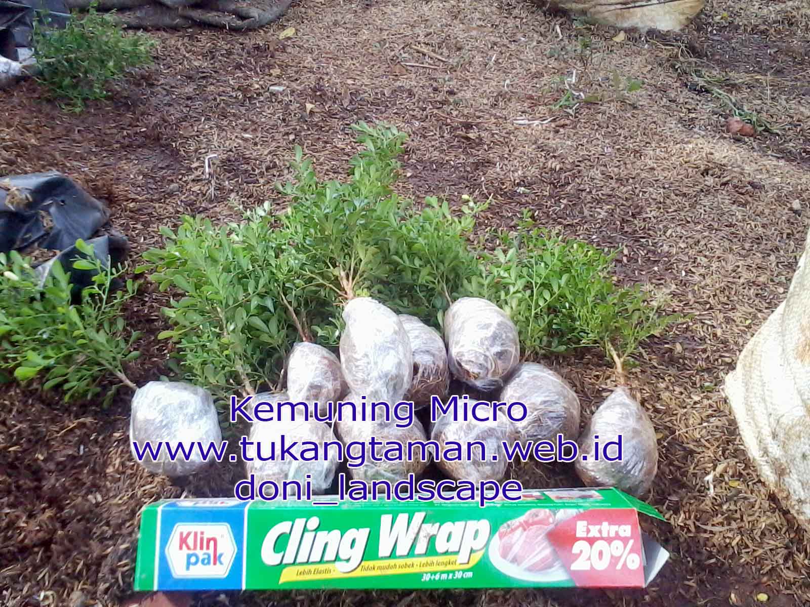 Jual Pohon Kemuning Micro | Murraya paniculata ~ TUKANG TAMAN