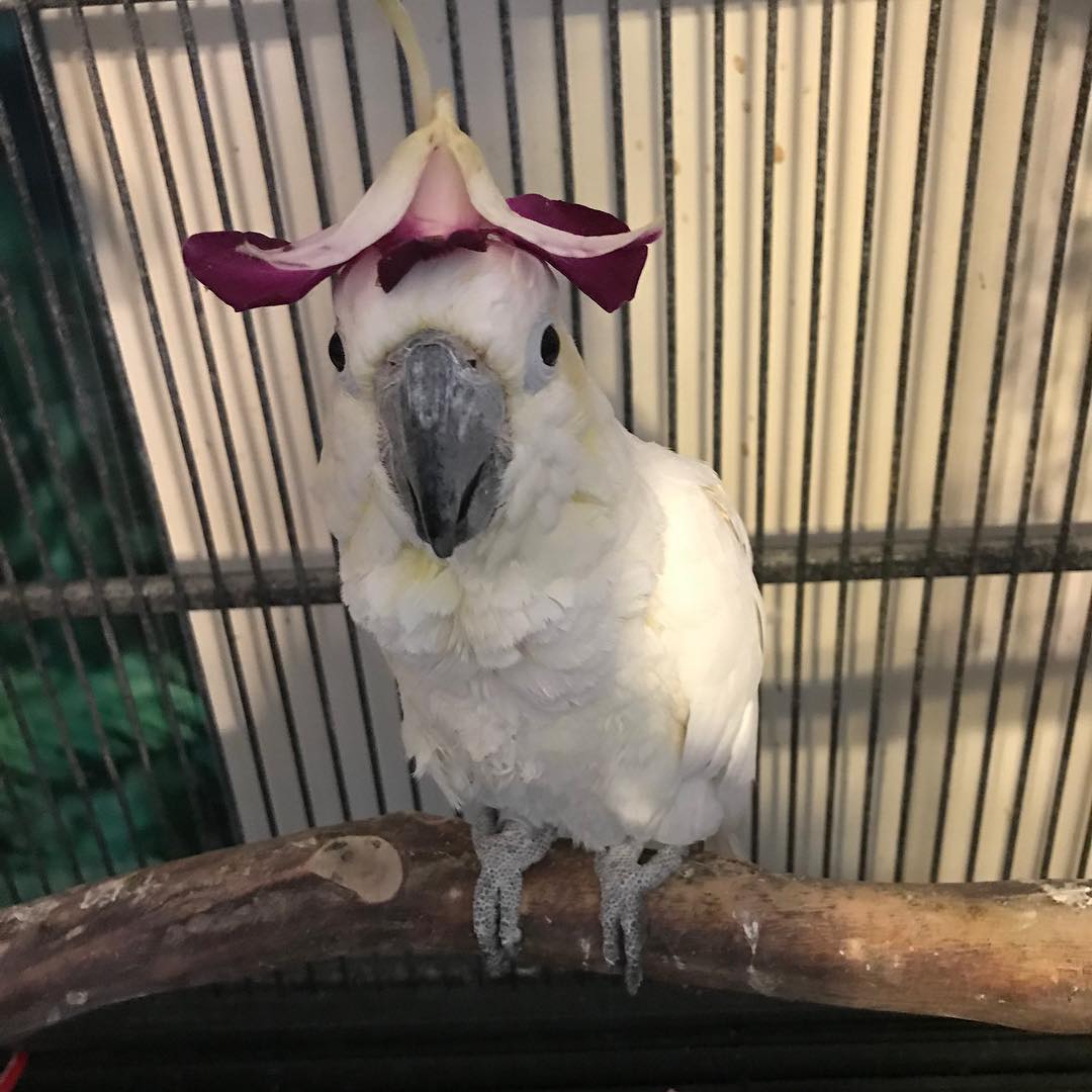 Cockatoo Cottage Bringing Home Your First Cockatoo