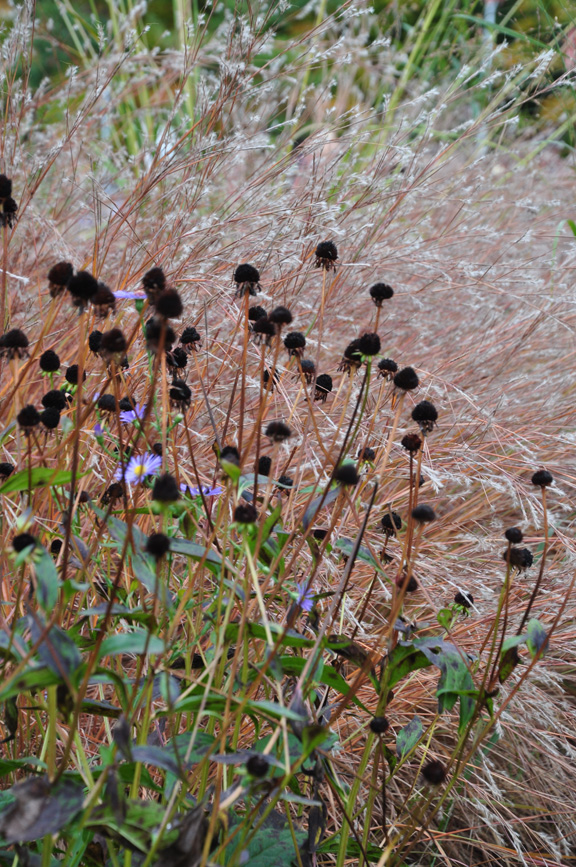 Three Dogs in a Garden Favourite Ornamental Grasses Part 1