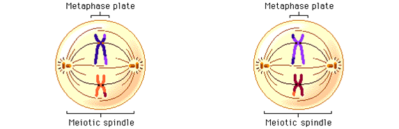 Fan of biology: The phases of meiosis