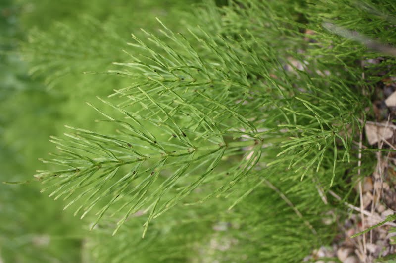 Homesteading At Redtail Ridge Medicinal Herb Horsetail