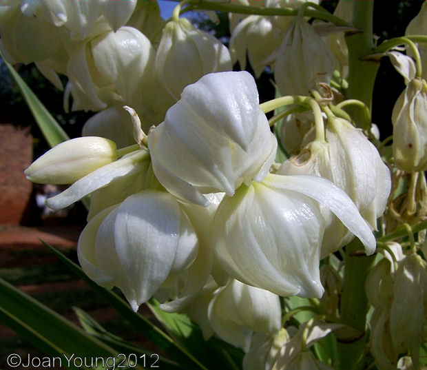 Natures World Of Wonder Adam s Needle Yucca Filamentosa yucca-filamentosa-adam-s-needle-go-botany