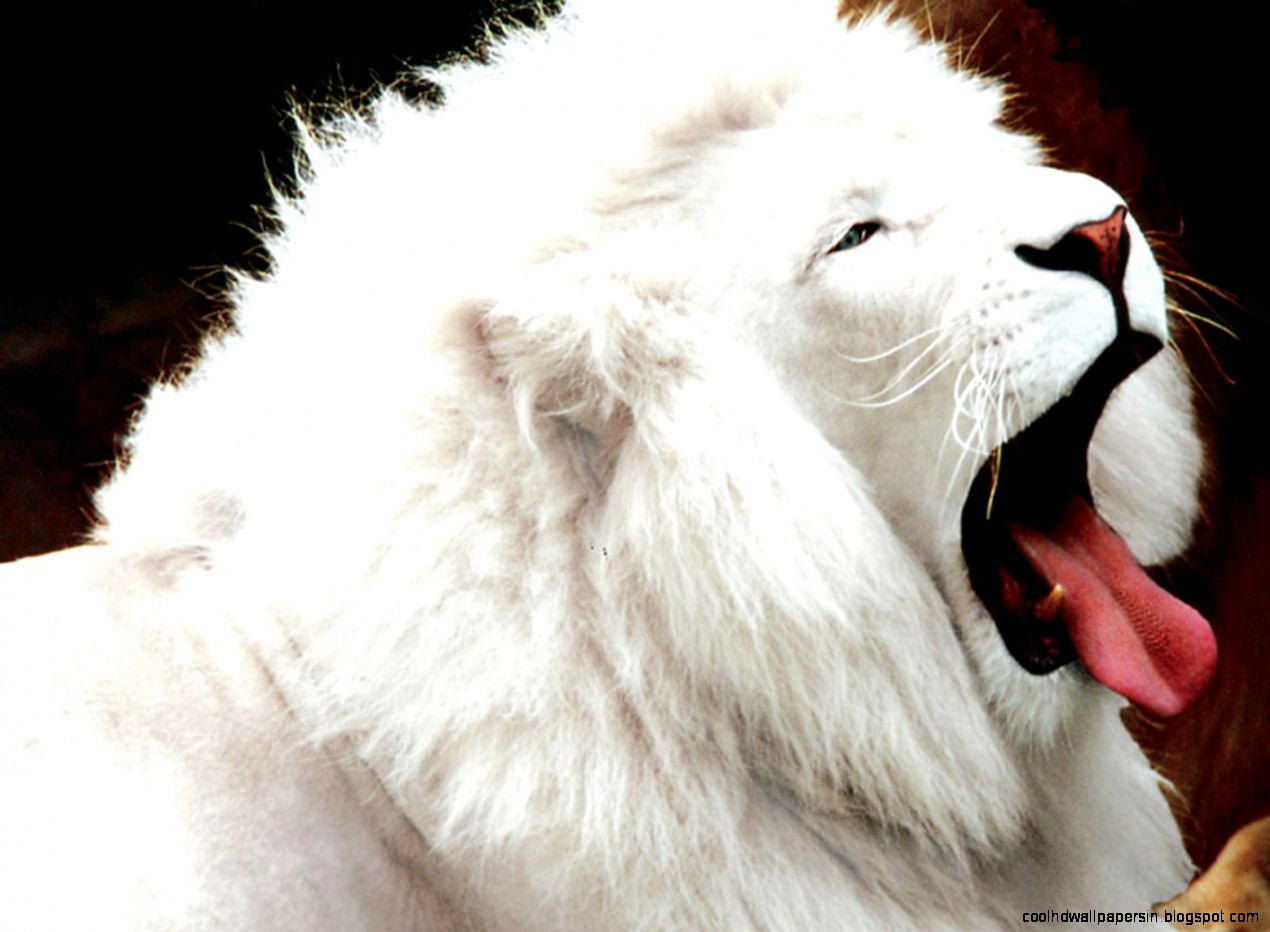 Lion HD Wallpapers  Lion Desktop Wallpapers and Images  Cool