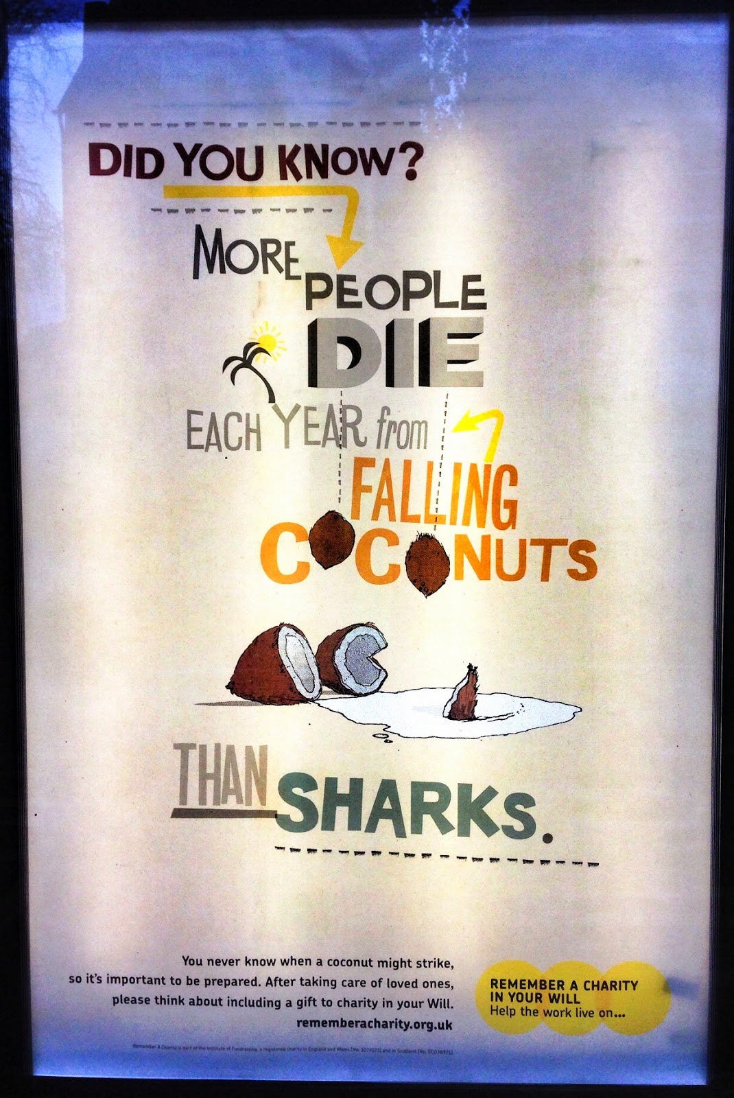 Oxford Daily Photo Sharks V Coconut Deaths