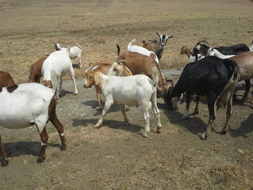 Campbell Club Calves 25 male meat goats for sale