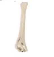 Bones meaning in tamil, telugu, marathi, kannada, malayalam, in hindi name, gujarati, in marathi, indian name, tamil, english, other names called as, translation Bones meaning in tamil, telugu, marathi, kannada, malayalam, in hindi name, gujarati, in marathi, indian name, tamil, english, other names called as, translation