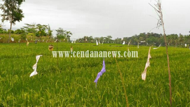 50+ Gambar Sketsa Petani Dan Burung Pipit, Paling Top!