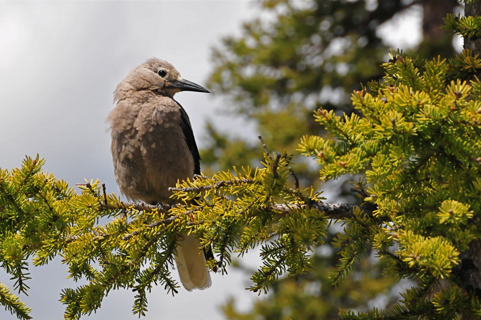 Columbia Wetlands Clark's Nutcracker