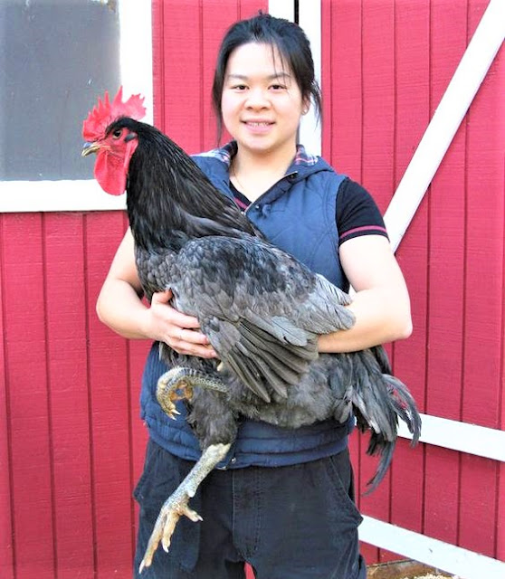 BARRY the BIRDER World's biggest chicken species...