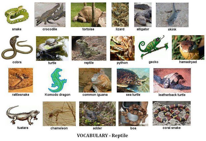 reptiles vocabulary