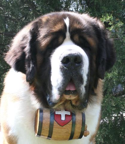 st-bernard.jpg st-bernard.jpg