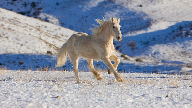 Amazing WHITE HORSE HD widescreen desktop wallpaper 2014.