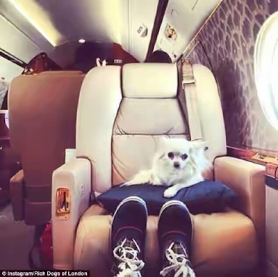 1a7 The rich dogs of Instagram live a life that will make the average human green with envy