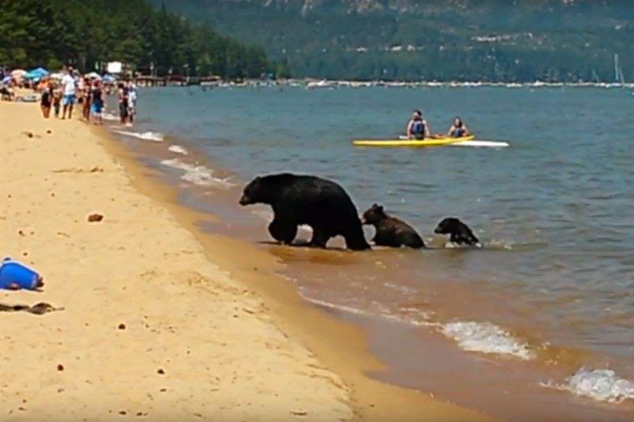 Медведи на пляже Медведи на пляже