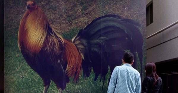 Postura De Gallos De Pelea De Pulgada presumiendoamigallo.blogspot.com