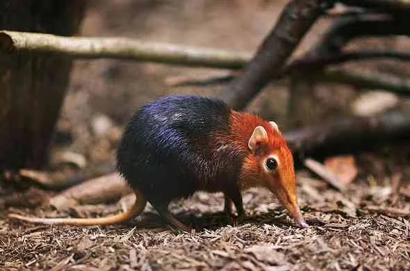 elephant-shrew-زبابيات-الفيل