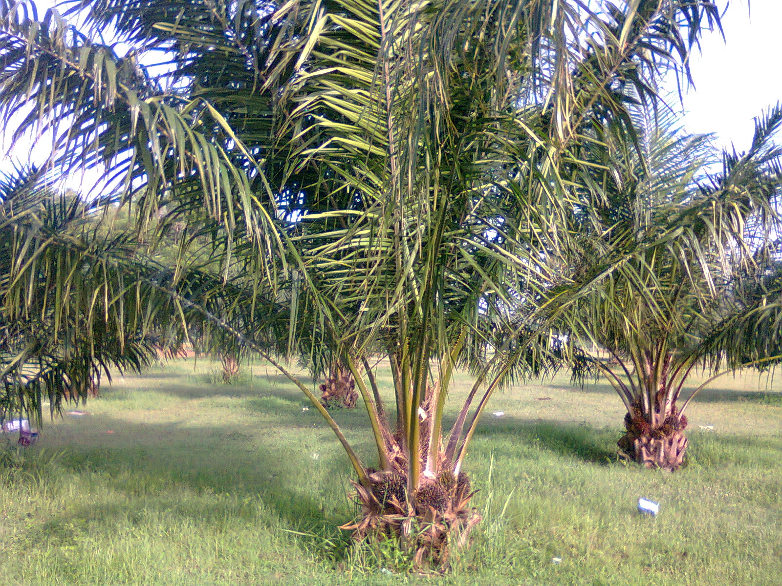 Nigerian Culture Abuja Nice Places, Peoples & Culture