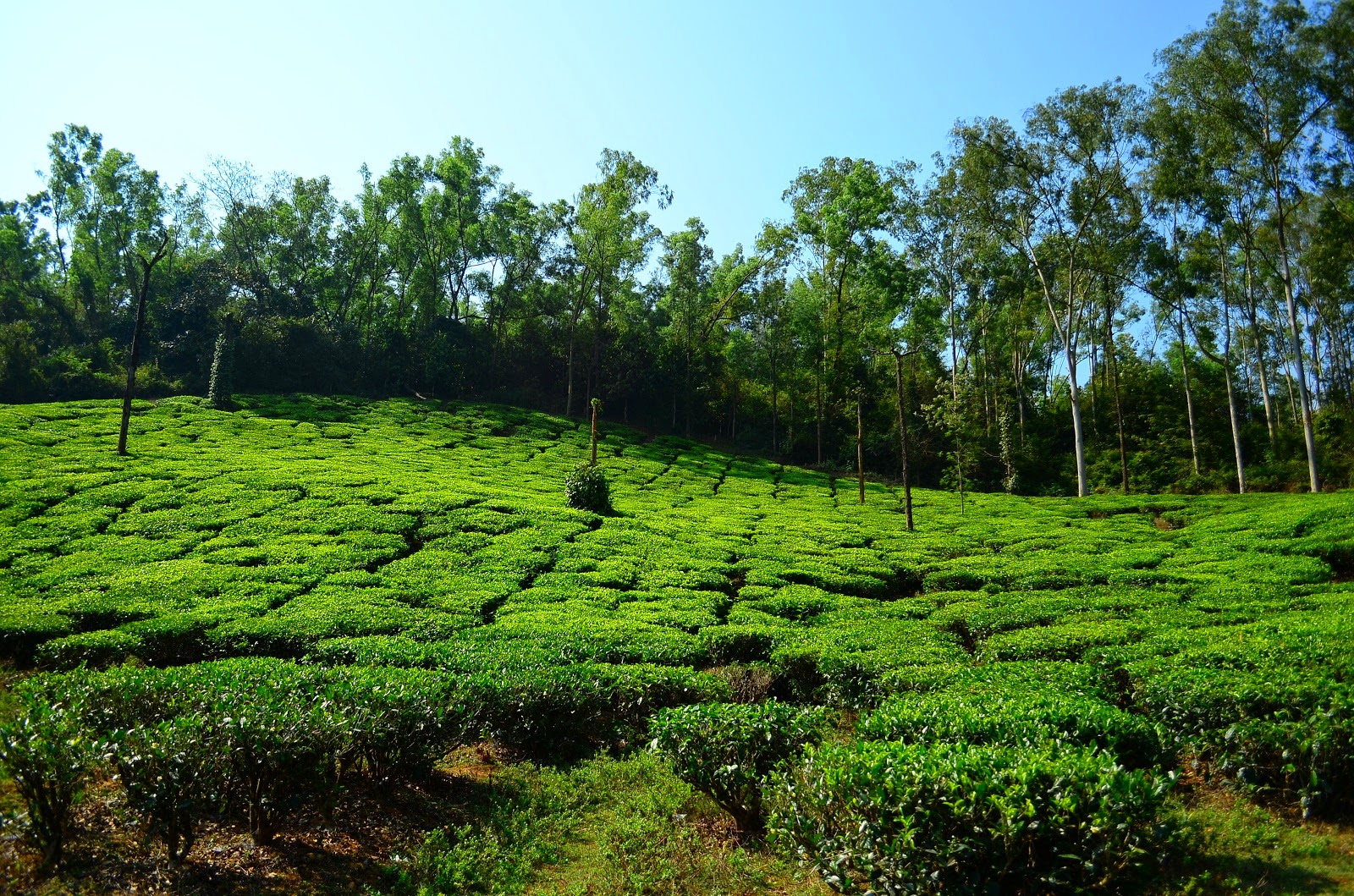 Sharath Hassan A Travelling Photographer: Samse Tea Estate near ...