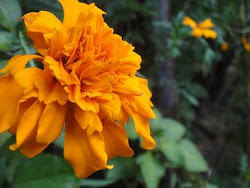 Flower in Bragança