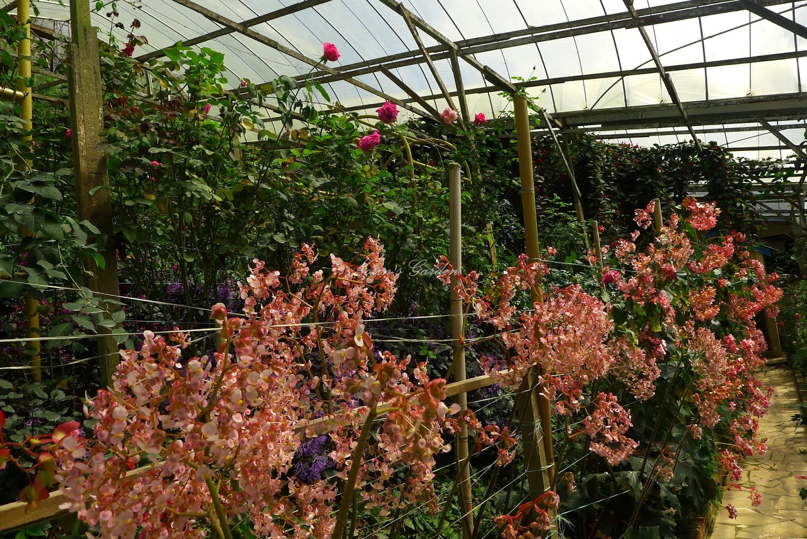 All About Norin's Garden: February 2015