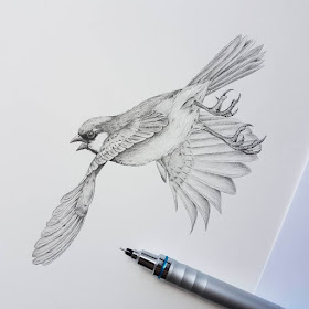 11-Sparrow-in-flight-Kerry-Jane-Detailed-Black-and-White-Wildlife-Drawings-www-designstack-co