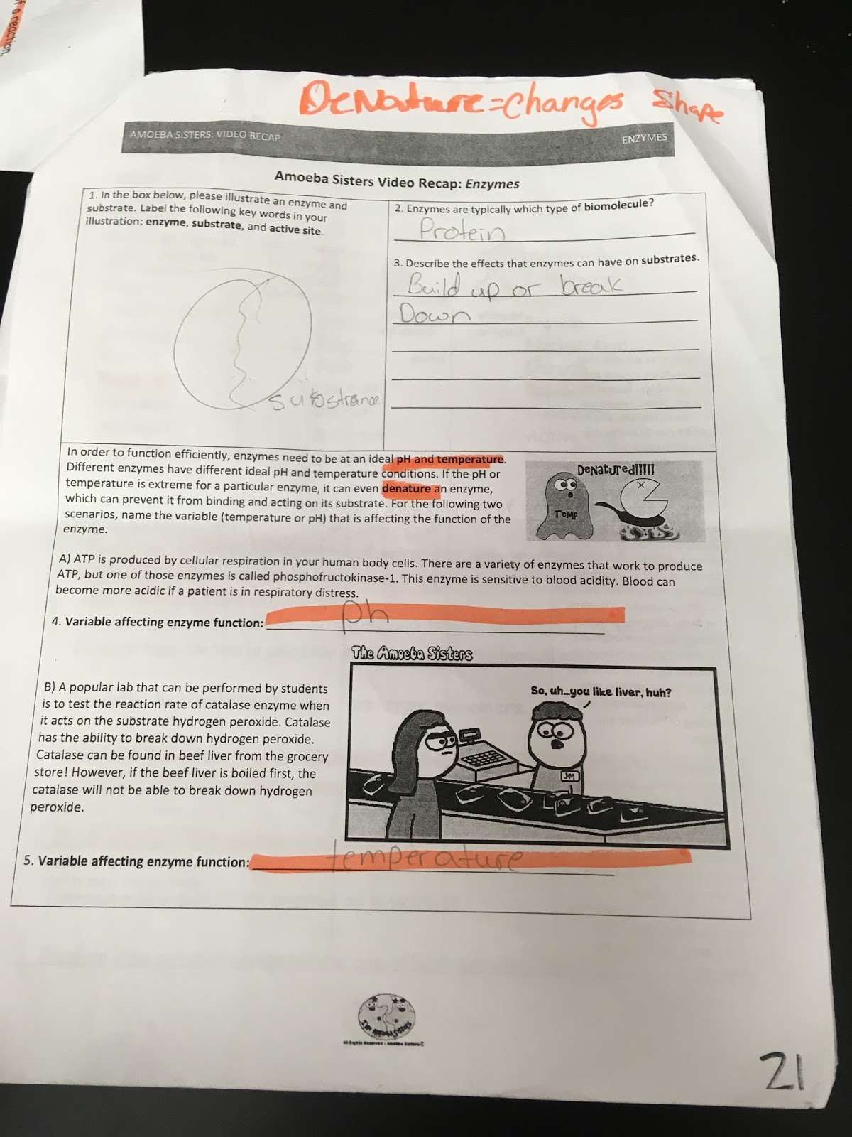 Amoeba Sisters Enzymes Worksheet Answers