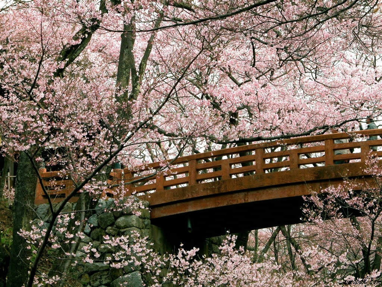 wallpapernarium: Bellos arboles de cerezas de japón