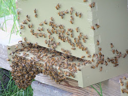 Our bees