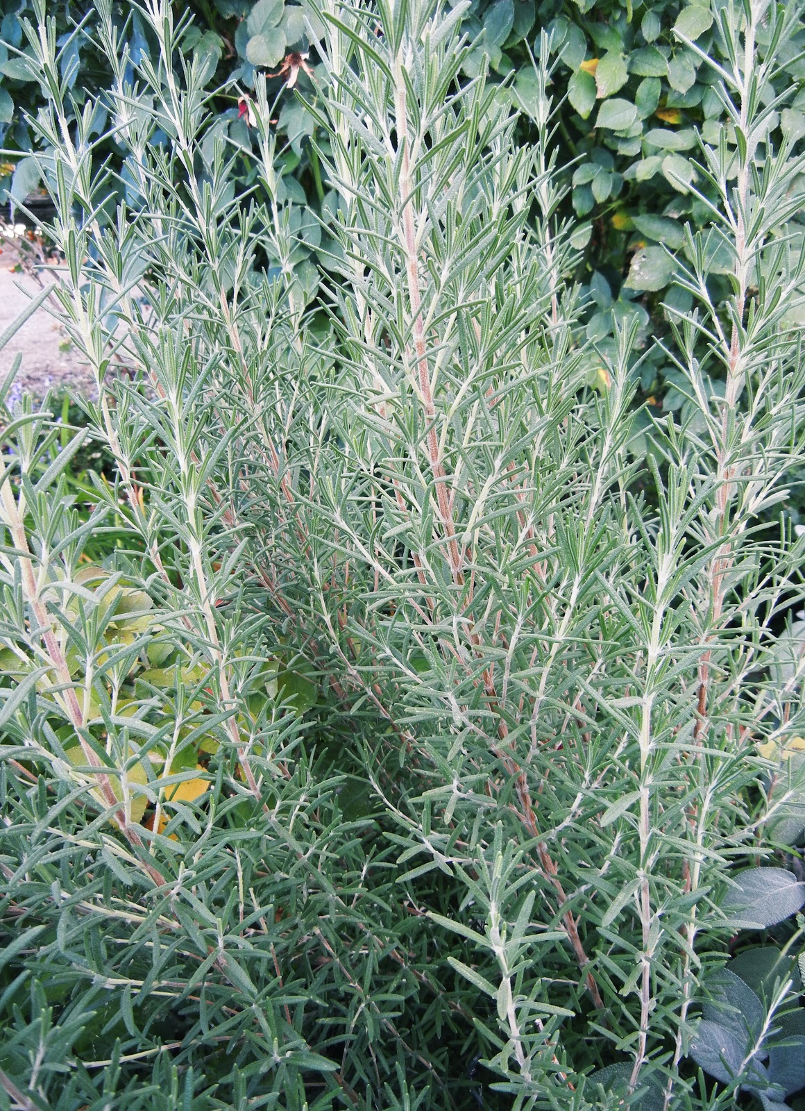 Taking a Look at Rosemary
