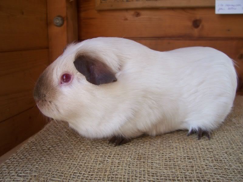 To ThePiggiepigpalace Himalayan guinea pig