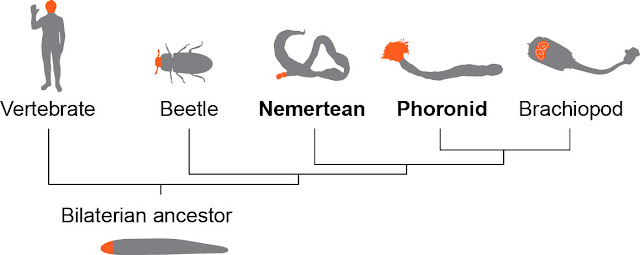 Worm genomes reveal a link between ourselves and our distant relatives