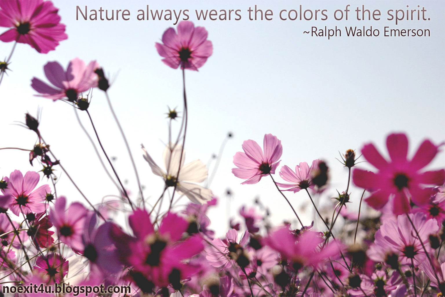 NATURE QUOTES WALLPAPER ~ noexit4u.com