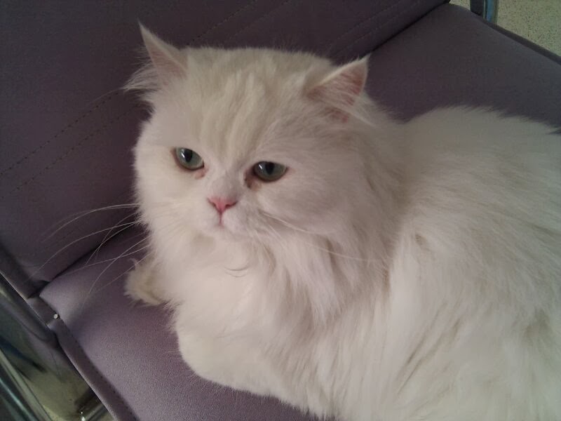2 Balık 1 Kedi lokum halleri