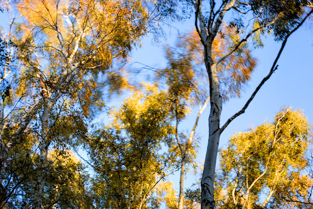 Wind sweeps the tall canopies of silver birch trees in the Cambridgeshire Fens