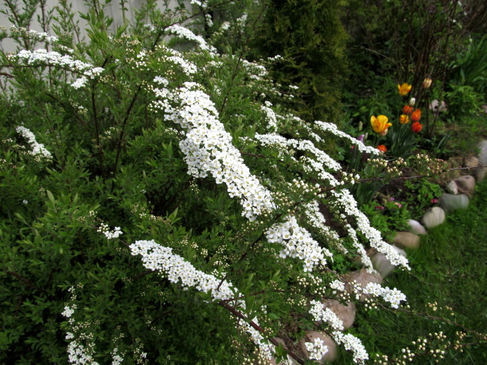 How And When To Prune Spirea The Garden Of Eaden