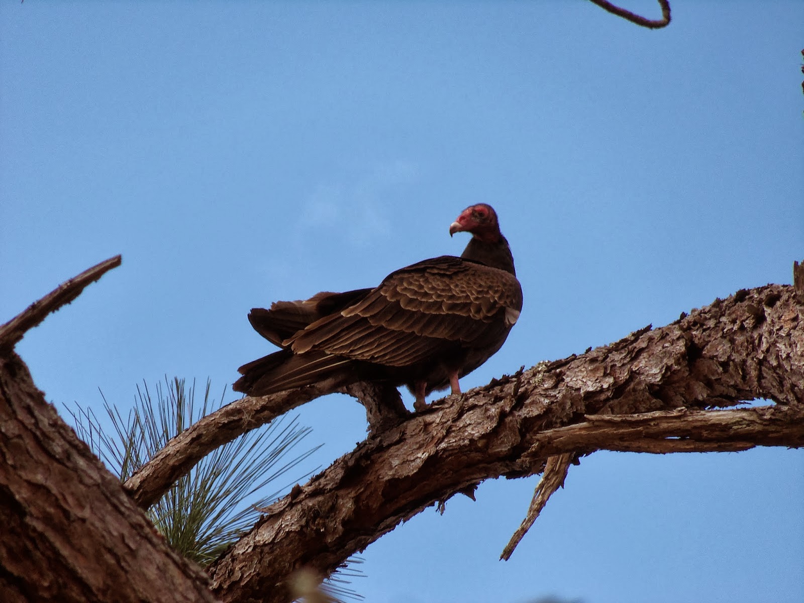 Fir and Cypress Why Fir and Cypress?