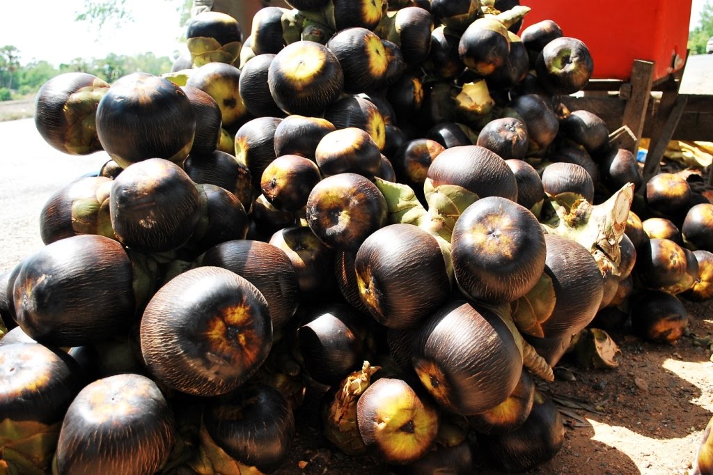 Factsramblog Borassus flabellifer, the Asian Palmyra palm, Toddy palm