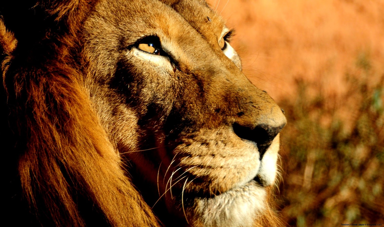 High Resolution Lion Face