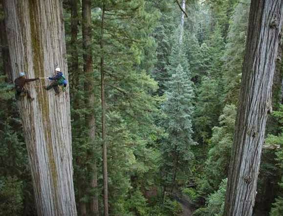 Menakjubkan, Inilah Pohon Setinggi 115 Meter, Menjadi Pohon Tertinggi di Dunia Menakjubkan, Inilah Pohon Setinggi 115 Meter, Menjadi Pohon Tertinggi di Dunia