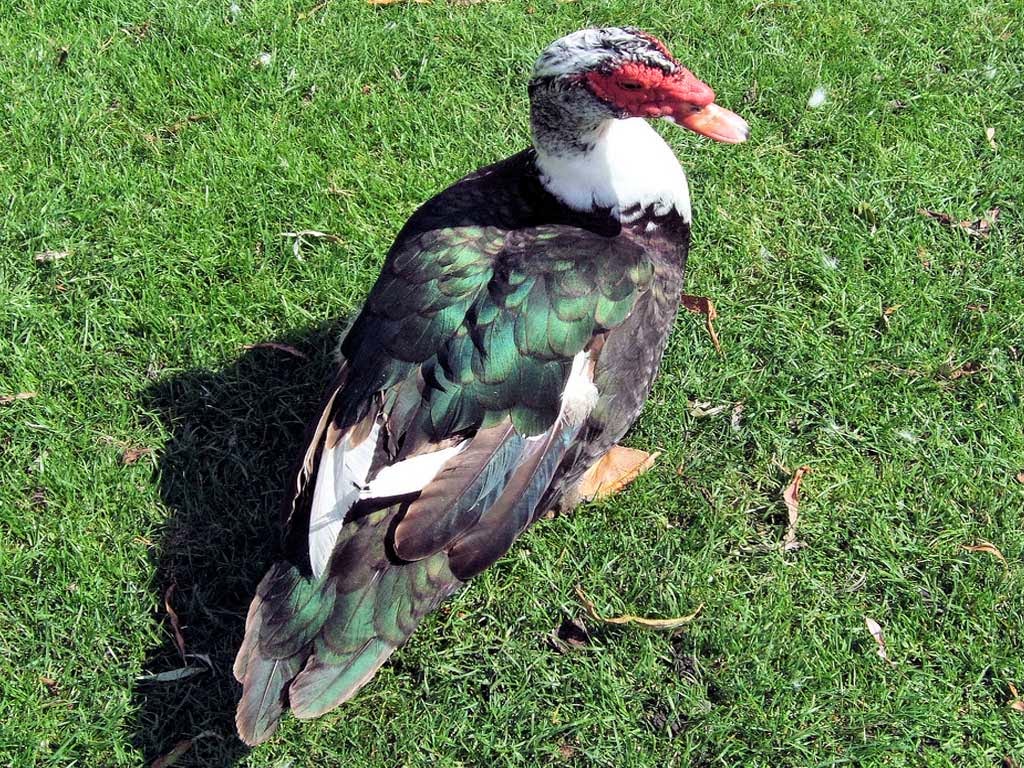 Green Muscovy Duck Pictures