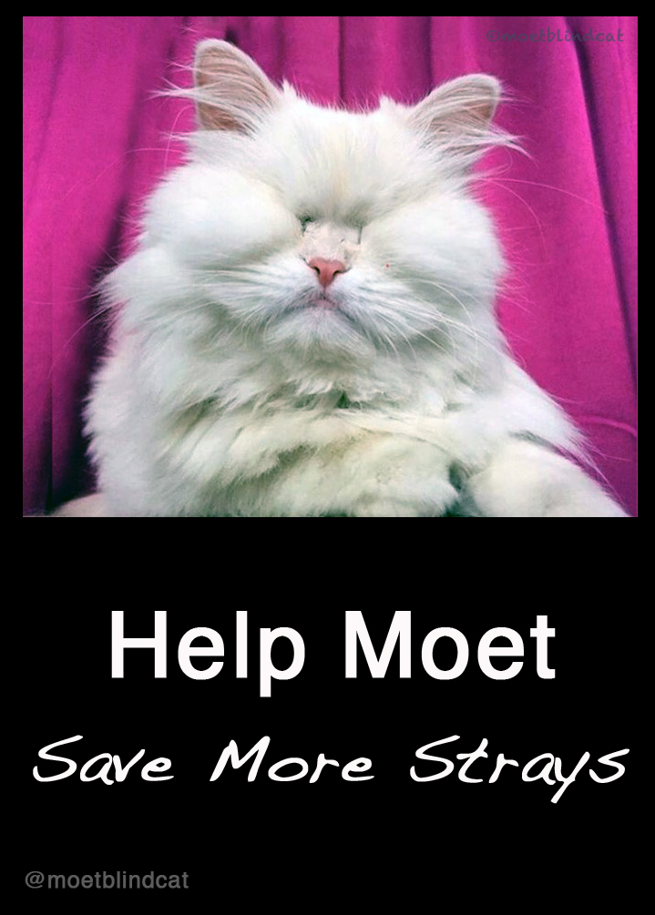 Adopting a blind cat special needs cat adoption, Moet the Blind Cat